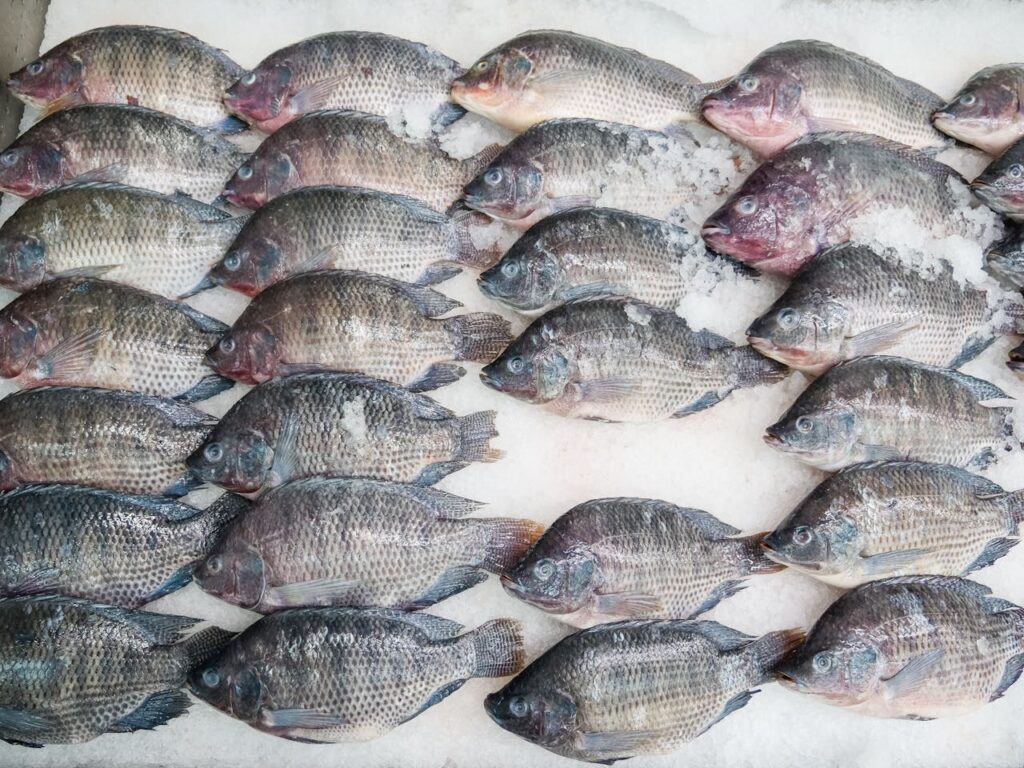 preço da tilapia preço da tilapia
