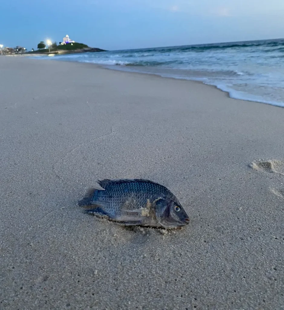 tilapia-no-mar tilápias no mar