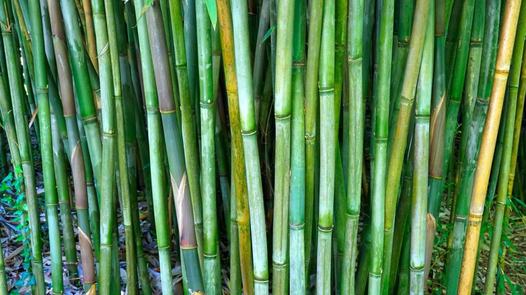 varas bamboo varas bamboo